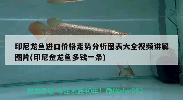 印尼龍魚進口價格走勢分析圖表大全視頻講解圖片(印尼金龍魚多錢一條) 觀賞魚進出口