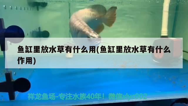 魚缸里放水草有什么用(魚缸里放水草有什么作用)