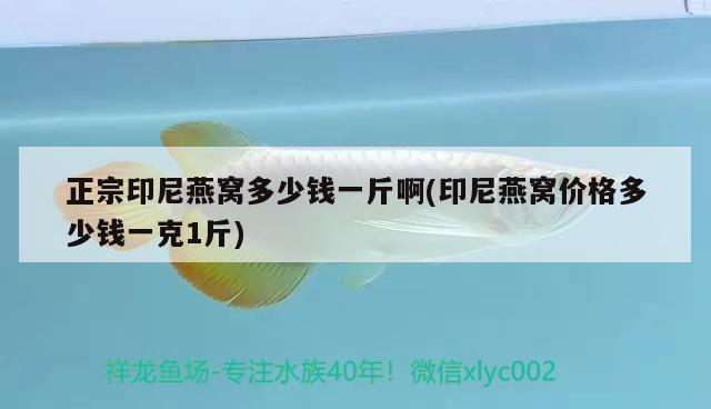 正宗印尼燕窩多少錢一斤啊(印尼燕窩價(jià)格多少錢一克1斤) 馬來西亞燕窩