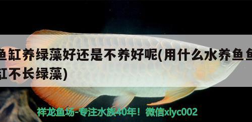 魚缸養(yǎng)綠藻好還是不養(yǎng)好呢(用什么水養(yǎng)魚魚缸不長(zhǎng)綠藻) 三間鼠魚