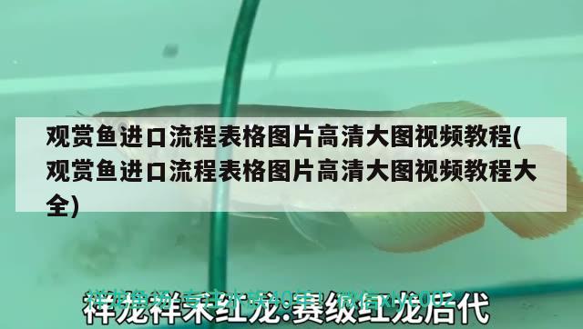 觀賞魚進口流程表格圖片高清大圖視頻教程(觀賞魚進口流程表格圖片高清大圖視頻教程大全) 觀賞魚進出口