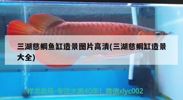 60cm金龍魚多少錢(50cm過背金龍魚多少錢一條)