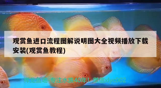 觀賞魚進口流程圖解說明圖大全視頻播放下載安裝(觀賞魚教程)