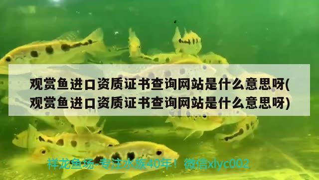 觀賞魚進口資質證書查詢網站是什么意思呀(觀賞魚進口資質證書查詢網站是什么意思呀) 觀賞魚進出口