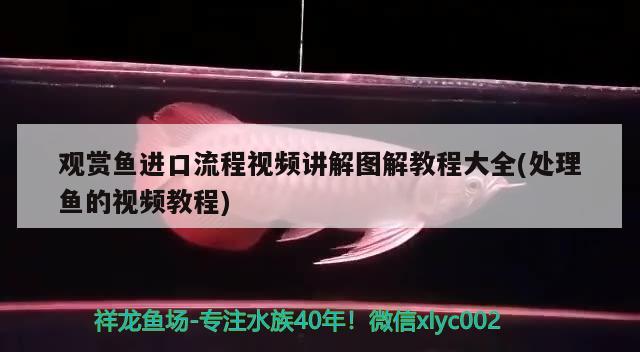 觀賞魚進(jìn)口流程視頻講解圖解教程大全(處理魚的視頻教程) 觀賞魚進(jìn)出口