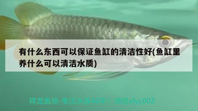 有什么東西可以保證魚缸的清潔性好(魚缸里養(yǎng)什么可以清潔水質(zhì))