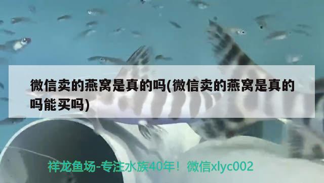 微信賣的燕窩是真的嗎(微信賣的燕窩是真的嗎能買嗎) 馬來西亞燕窩