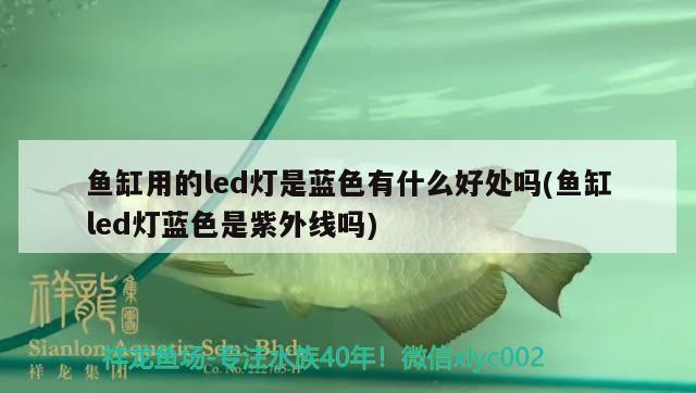 魚缸用的led燈是藍色有什么好處嗎(魚缸led燈藍色是紫外線嗎)