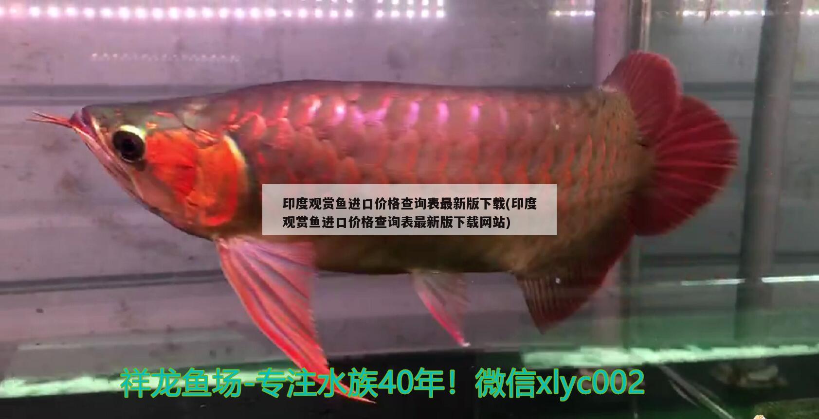 西安瑪士特超白魚缸廠電話(西安馬斯特文化娛樂有限公司) 過背金龍魚 第2張