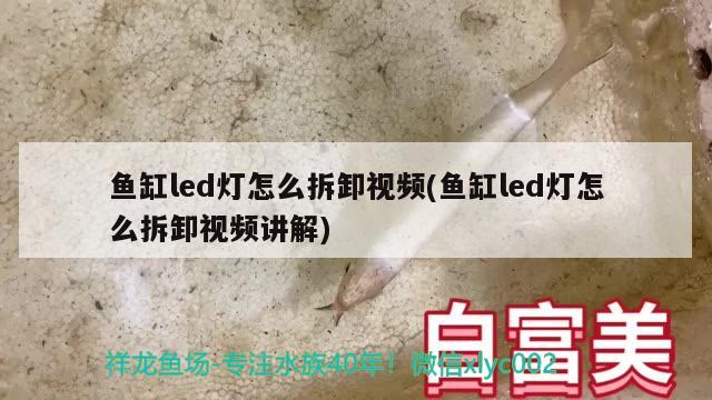 魚缸led燈怎么拆卸視頻(魚缸led燈怎么拆卸視頻講解) 斑馬鴨嘴魚苗