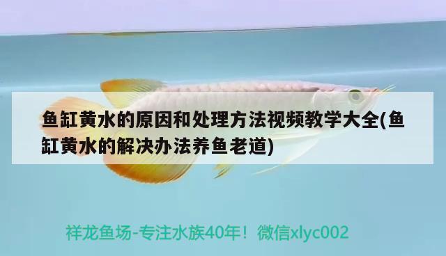 紅龍魚要用什么燈管（紅龍魚要用什么燈才容易誘色）