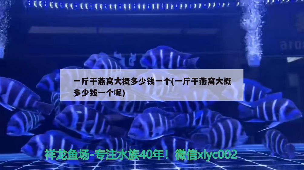 紅尾金龍魚(yú)的成長(zhǎng)圖片 紅尾金龍魚(yú)的成長(zhǎng)圖片大全 魚(yú)缸/水族箱