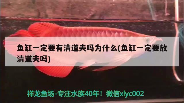 魚(yú)缸一定要有清道夫嗎為什么(魚(yú)缸一定要放清道夫嗎) 紅魔王銀版魚(yú)