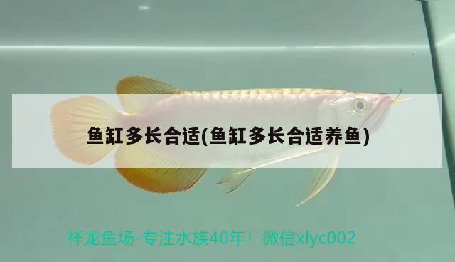 魚缸多長(zhǎng)合適(魚缸多長(zhǎng)合適養(yǎng)魚) 白化巴西龜（白巴）