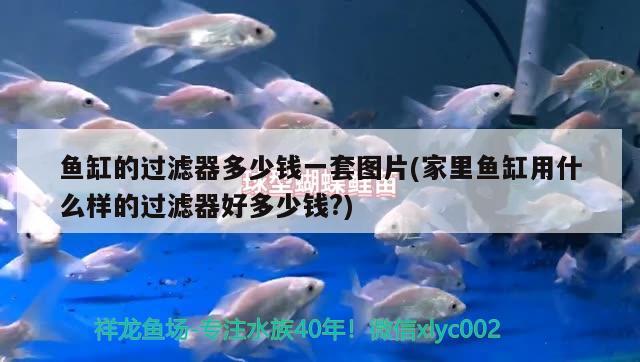 金龍魚吃泥鰍嗎（銀龍魚吃泥鰍嗎?） 銀龍魚百科 第1張