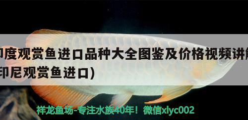 印度觀賞魚進(jìn)口品種大全圖鑒及價格視頻講解(印尼觀賞魚進(jìn)口) 觀賞魚進(jìn)出口