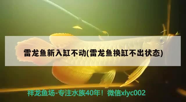 魚缸放慶大霉素比例多少合適：魚缸放慶大霉素可以喂食嗎 觀賞魚市場 第3張