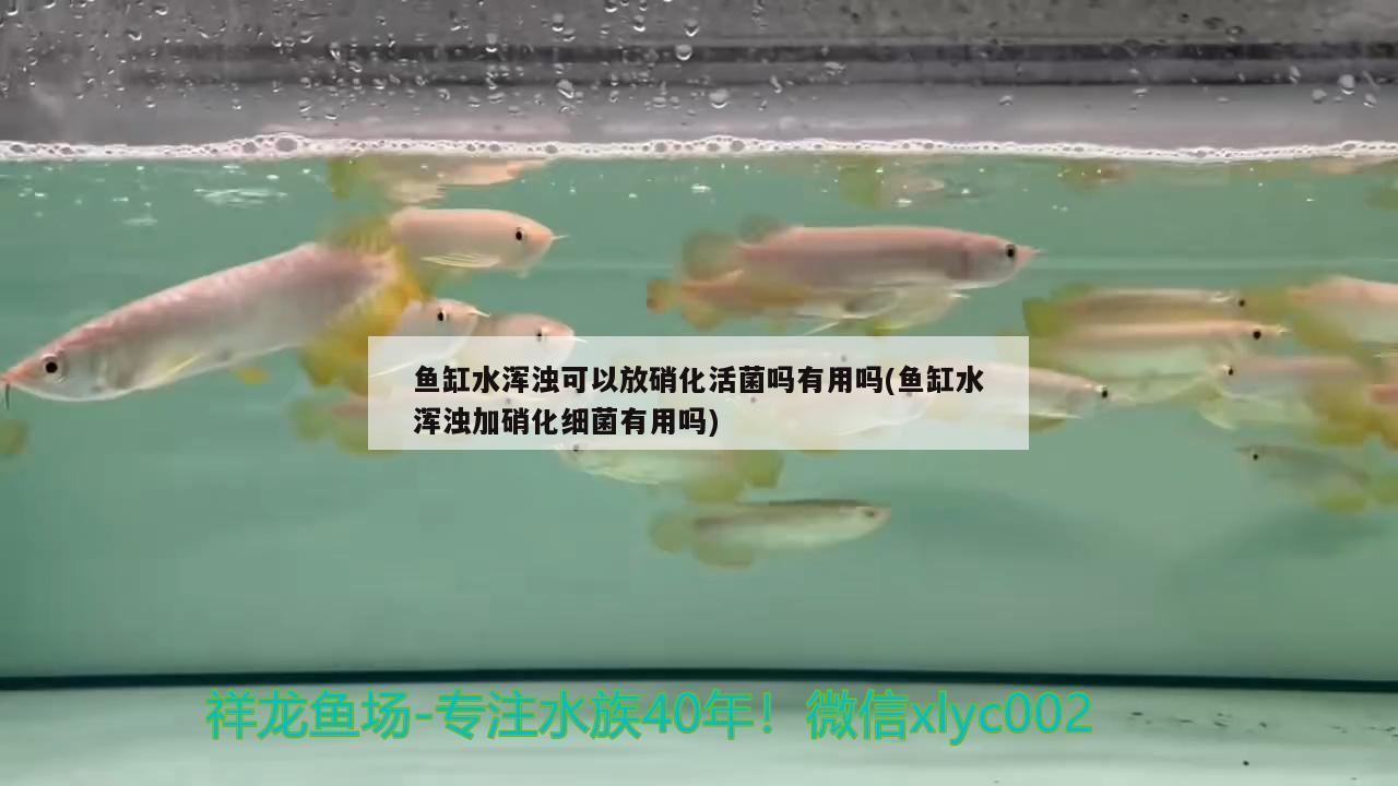 魚缸水渾濁可以放硝化活菌嗎有用嗎(魚缸水渾濁加硝化細(xì)菌有用嗎) 硝化細(xì)菌