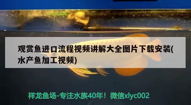 觀賞魚進口流程視頻講解大全圖片下載安裝(水產魚加工視頻) 觀賞魚進出口