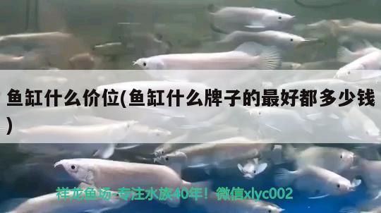 玻璃膠魚缸壽命（玻璃魚缸壽命一般是多久） 魟魚百科 第2張