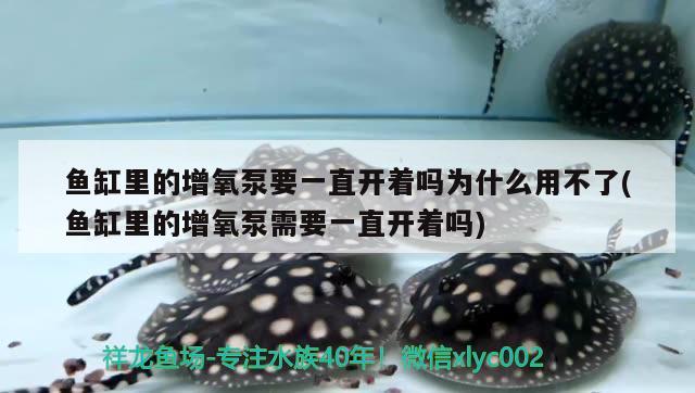 魚缸里的增氧泵要一直開著嗎為什么用不了(魚缸里的增氧泵需要一直開著嗎) 薩伊藍(lán)魚