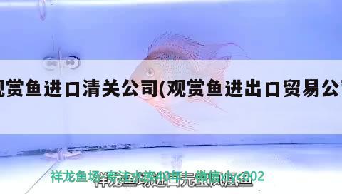 觀賞魚(yú)進(jìn)口清關(guān)公司(觀賞魚(yú)進(jìn)出口貿(mào)易公司) 觀賞魚(yú)進(jìn)出口