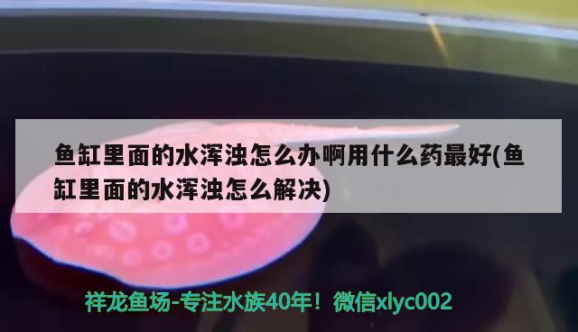 魚缸里面的水渾濁怎么辦啊用什么藥最好(魚缸里面的水渾濁怎么解決)