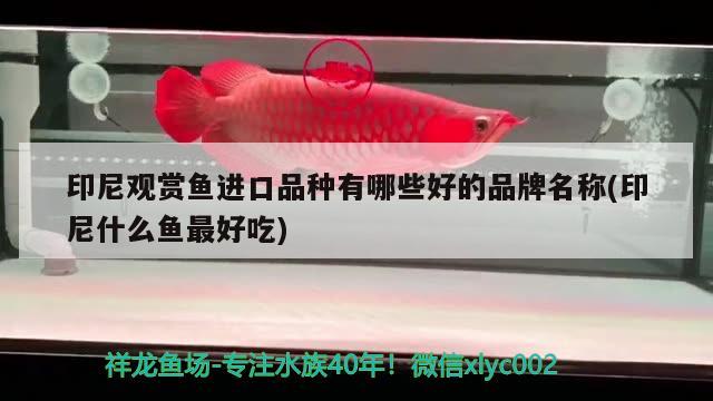 印尼觀賞魚進(jìn)口品種有哪些好的品牌名稱(印尼什么魚最好吃) 觀賞魚進(jìn)出口