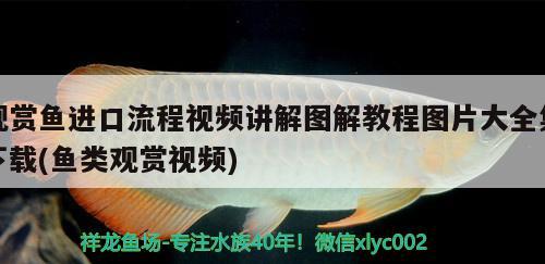 觀賞魚進(jìn)口流程視頻講解圖解教程圖片大全集下載(魚類觀賞視頻) 觀賞魚進(jìn)出口