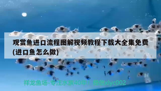 觀賞魚進口流程圖解視頻教程下載大全集免費(進口魚怎么做) 觀賞魚進出口