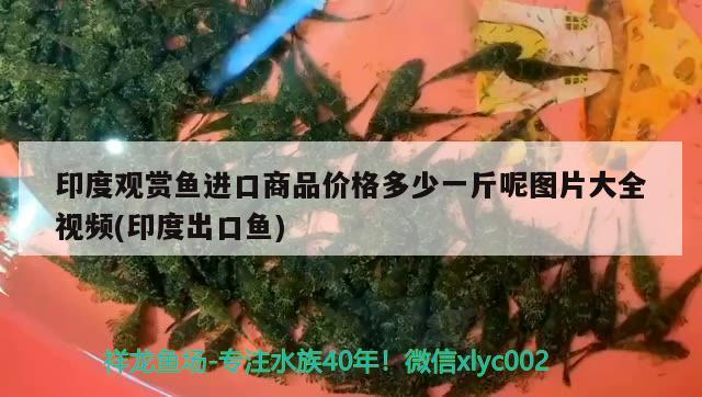 印度觀賞魚進口商品價格多少一斤呢圖片大全視頻(印度出口魚) 觀賞魚進出口