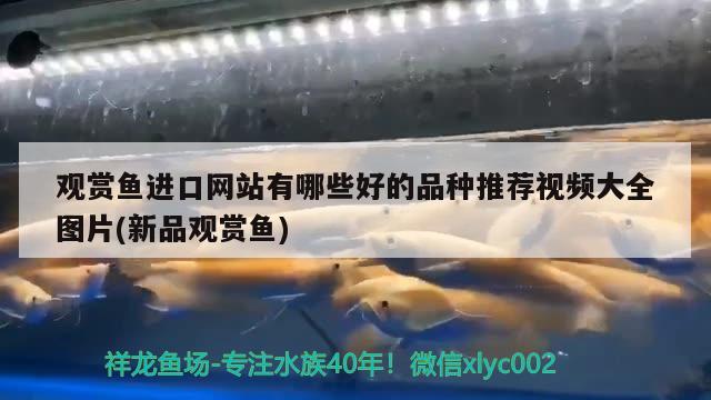 齊河縣鑫程漁具商店（齊河縣鑫程漁具商店地址） 全國水族館企業(yè)名錄 第2張