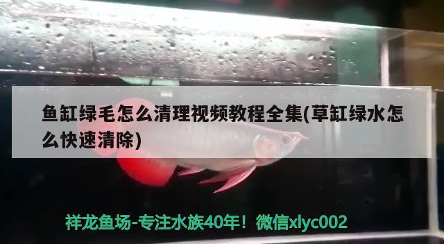 維生素b2可以給魚缸放嗎(維生素b2可以放在餌料上嗎)