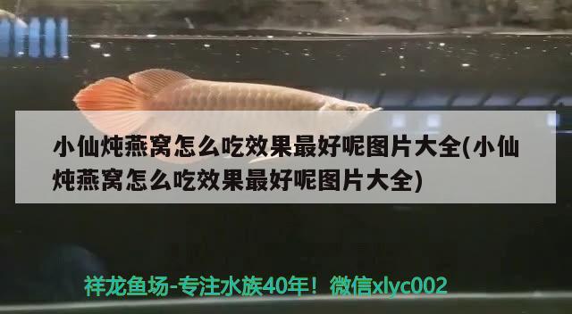 小仙燉燕窩怎么吃效果最好呢圖片大全(小仙燉燕窩怎么吃效果最好呢圖片大全) 馬來西亞燕窩