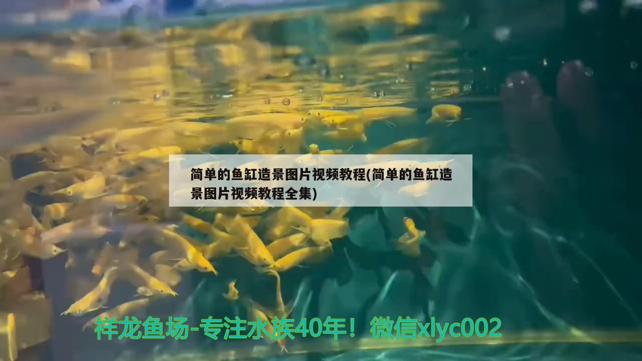 簡(jiǎn)單的魚缸造景圖片視頻教程(簡(jiǎn)單的魚缸造景圖片視頻教程全集) 噴點(diǎn)菠蘿魚