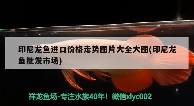 宿州觀賞魚(yú)市場(chǎng)2017年南平市中考順利進(jìn)行