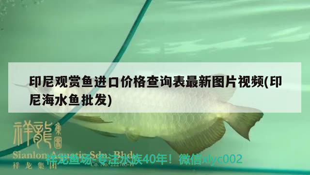 印尼觀賞魚(yú)進(jìn)口價(jià)格查詢表最新圖片視頻(印尼海水魚(yú)批發(fā)) 觀賞魚(yú)進(jìn)出口