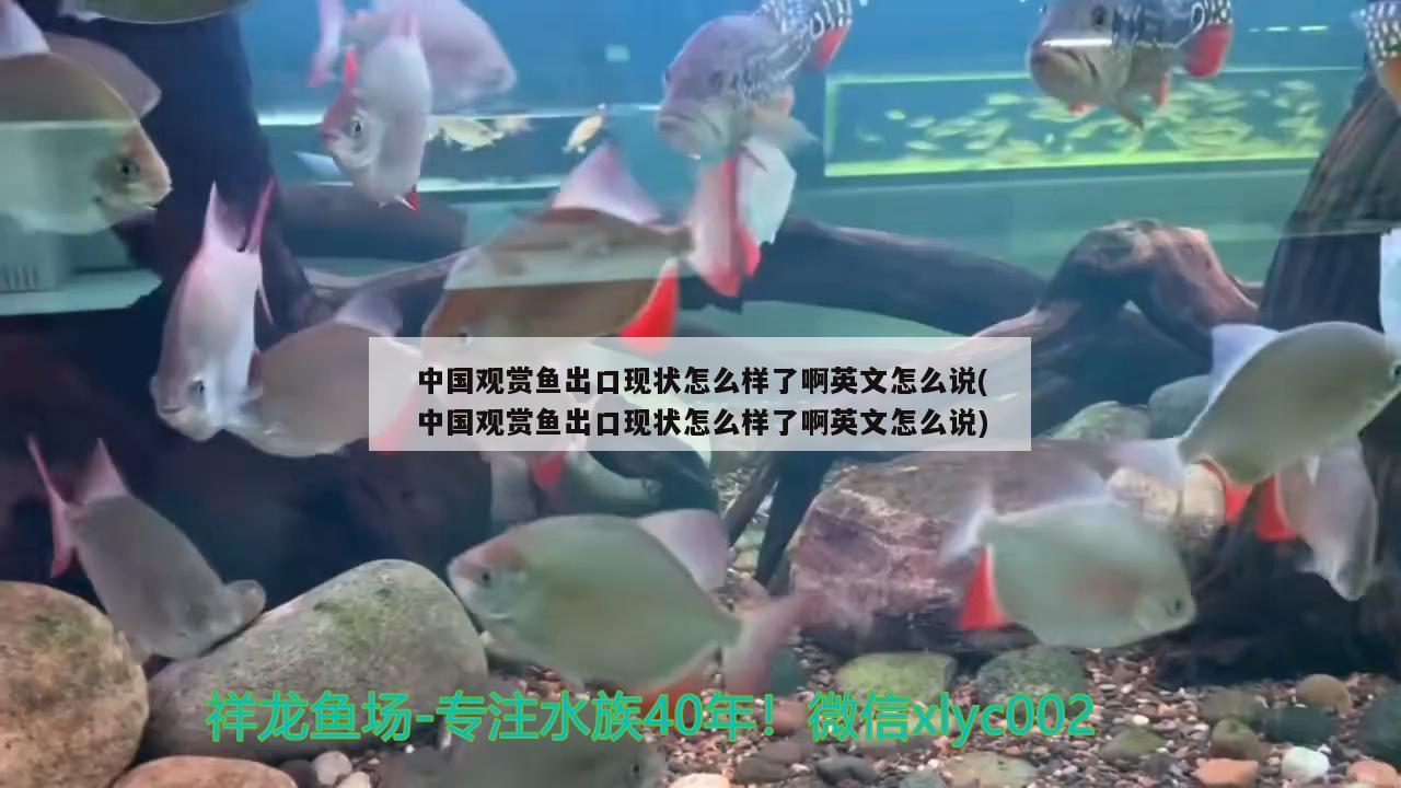 中國觀賞魚出口現(xiàn)狀怎么樣了啊英文怎么說(中國觀賞魚出口現(xiàn)狀怎么樣了啊英文怎么說) 觀賞魚進出口