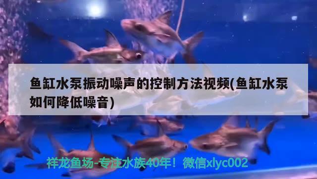 魚缸水泵振動噪聲的控制方法視頻(魚缸水泵如何降低噪音) 魚缸水泵