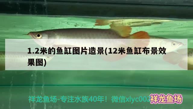 1.2米的魚缸圖片造景(12米魚缸布景效果圖)