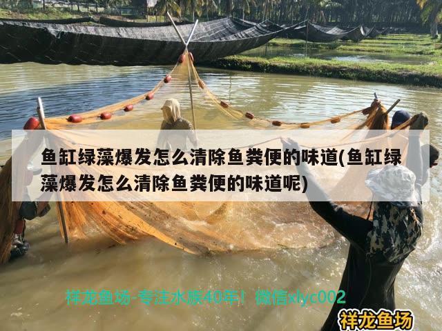 魚缸綠藻爆發(fā)怎么清除魚糞便的味道(魚缸綠藻爆發(fā)怎么清除魚糞便的味道呢) 龍魚芯片掃碼器