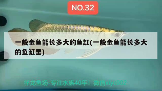 一般金魚能長(zhǎng)多大的魚缸(一般金魚能長(zhǎng)多大的魚缸里) 皇冠黑白魟魚