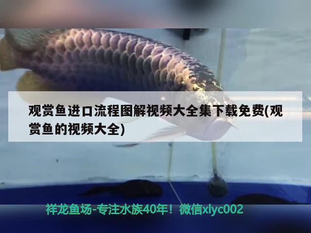 觀賞魚進口流程圖解視頻大全集下載免費(觀賞魚的視頻大全) 觀賞魚進出口