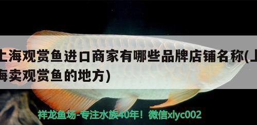 上海觀賞魚進(jìn)口商家有哪些品牌店鋪名稱(上海賣觀賞魚的地方)