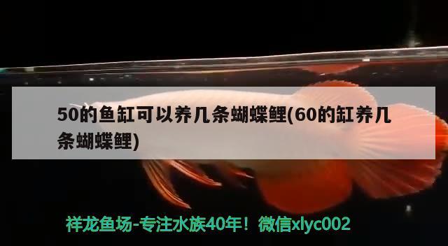 50的魚缸可以養(yǎng)幾條蝴蝶鯉(60的缸養(yǎng)幾條蝴蝶鯉)