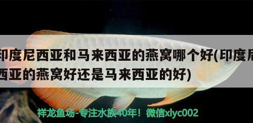 龍魚在缸里不動(dòng)是什么原因 龍魚在魚缸一直不游上面是什么情況 ?；?異型虎魚/純色虎魚 第2張