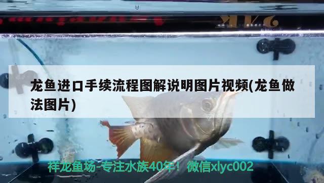 阿拉善盟水族館小雜文虎不是高貴但是很亮