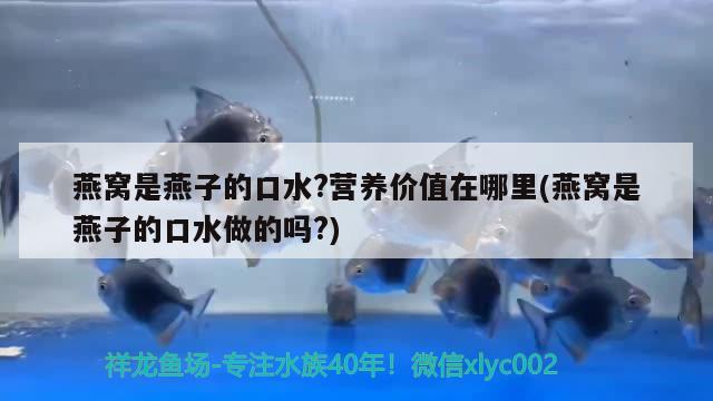 燕窩是燕子的口水?營養(yǎng)價(jià)值在哪里(燕窩是燕子的口水做的嗎?) 馬來西亞燕窩