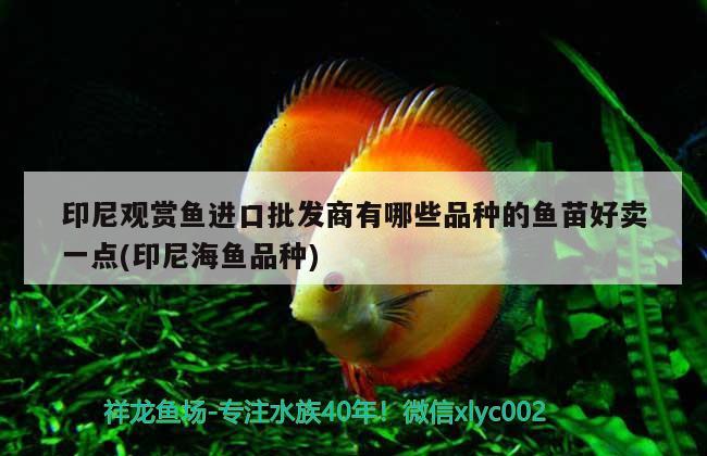 印尼觀賞魚(yú)進(jìn)口批發(fā)商有哪些品種的魚(yú)苗好賣(mài)一點(diǎn)(印尼海魚(yú)品種) 觀賞魚(yú)進(jìn)出口