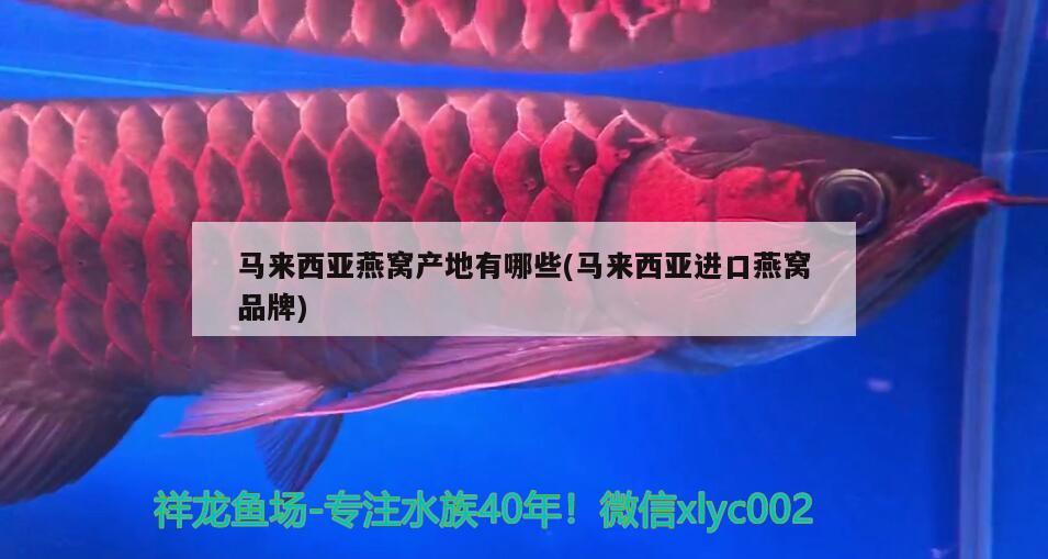 印度觀賞魚進口商品價格走勢如何預測的(印度觀賞魚進口商品價格走勢如何預測的準確)